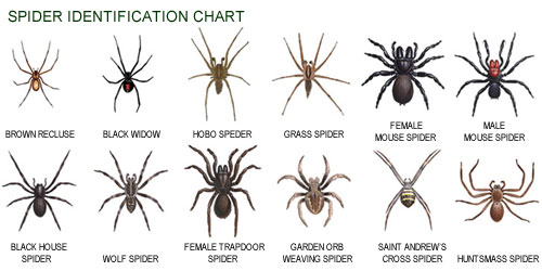 Spiders In Pa Chart